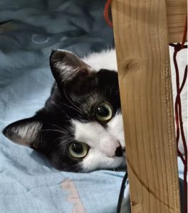 Feline "Belly Fat": The Menace of Feline Infectious Peritonitis