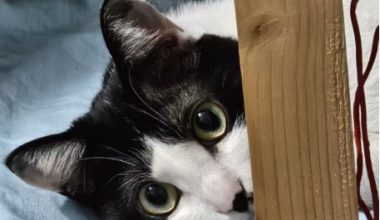 Feline “Belly Fat”: The Menace of Feline Infectious Peritonitis - Pet Encyclopedia