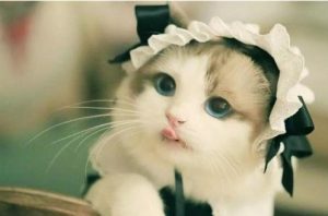 What to Do When Your Cat Eliminates Outside the Litter Box