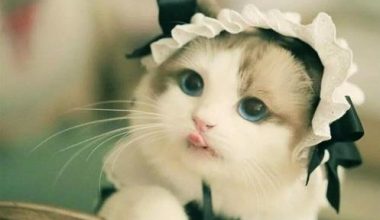 What to Do When Your Cat Eliminates Outside the Litter Box - Pet Encyclopedia