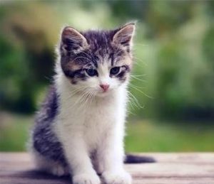 6 Common Signs That Your Cat Is Sick
