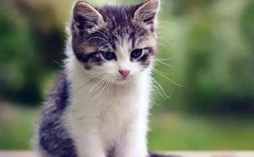 6 Common Signs That Your Cat Is Sick - Pet Encyclopedia