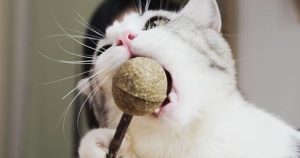 Is Catnip Harmful to Cats?