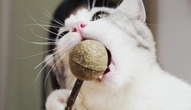 Is Catnip Harmful to Cats? - Pet Encyclopedia