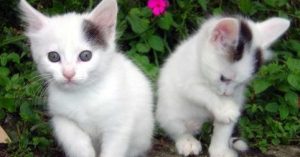 Where to Place a Litter Box for Your Cat