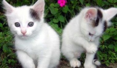 Where to Place a Litter Box for Your Cat - Pet Encyclopedia
