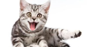 How to Stop Kittens from Meowing at Night