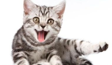 How to Stop Kittens from Meowing at Night - Pet Encyclopedia