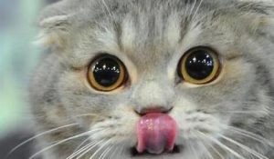 What to Do if Your Cat Has Dental Disease