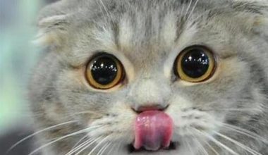 What to Do if Your Cat Has Dental Disease - Pet Encyclopedia