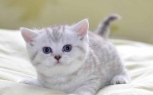Feline Urinary Stones: Causes and Treatment