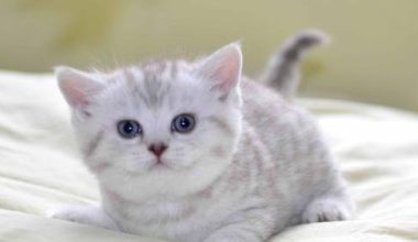 Feline Urinary Stones: Causes and Treatment - Pet Encyclopedia