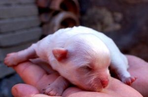 How to Care for Newborn Puppies Before Weaning
