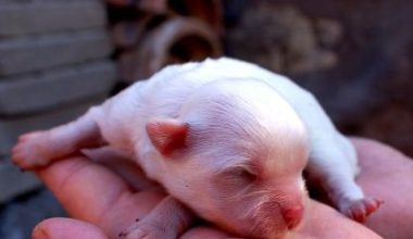 How to Care for Newborn Puppies Before Weaning - Pet Encyclopedia