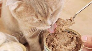 Causes of Diarrhea in Cats After Eating Canned Food