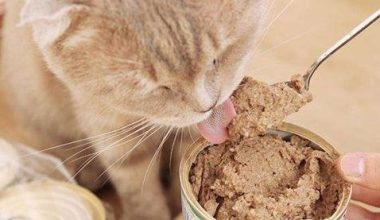Causes of Diarrhea in Cats After Eating Canned Food - Pet Encyclopedia