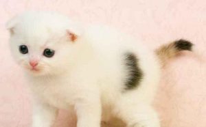 Do Cats Have Stress Reactions After Arriving at a New Home?