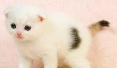Do Cats Have Stress Reactions After Arriving at a New Home? - Pet Encyclopedia