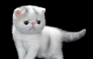 Can Cats Drink Yogurt? Effects on Felines