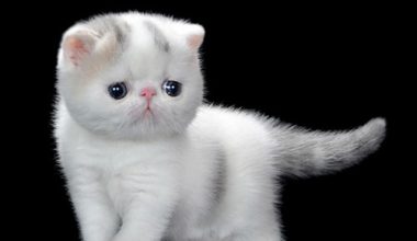 Can Cats Drink Yogurt? Effects on Felines - Pet Encyclopedia