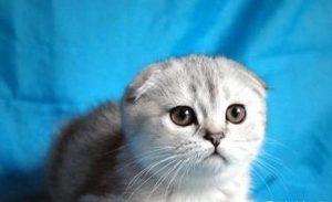 Breeding Scottish Fold Cats: Methods and Precautions