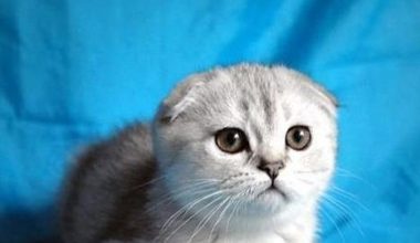 Breeding Scottish Fold Cats: Methods and Precautions - Pet Encyclopedia