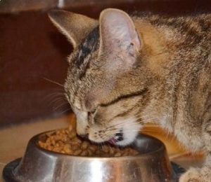Foods That Cats Should Never Eat