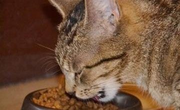 Foods That Cats Should Never Eat - Pet Encyclopedia