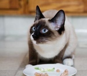 How Many Times a Day Should You Feed Your Cat?