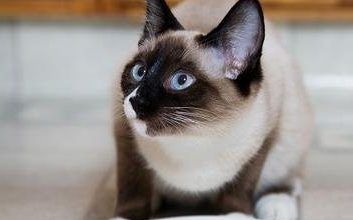 How Many Times a Day Should You Feed Your Cat? - Pet Encyclopedia