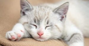 How Many Hours Do Cats Normally Sleep Per Day?