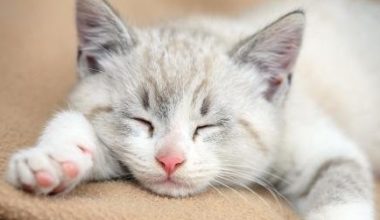 How Many Hours Do Cats Normally Sleep Per Day? - Pet Encyclopedia