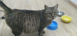 What Should a Pregnant Cat Eat?