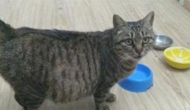 What Should a Pregnant Cat Eat? - Pet Encyclopedia