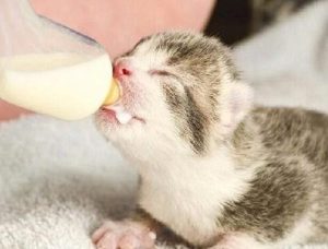 What Kind of Cat Food is Best for Kittens in Their Rapid Growth Phase?