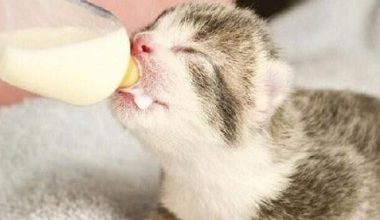 What Kind of Cat Food is Best for Kittens in Their Rapid Growth Phase? - Pet Encyclopedia