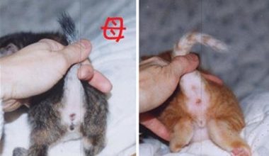 How to Simply Tell Male and Female Cats Apart? - Pet Encyclopedia