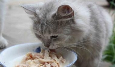 Foods You Shouldn’t Feed Your Cat - Pet Encyclopedia