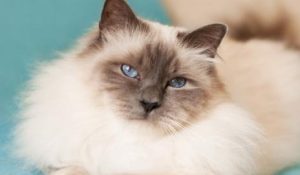 Preparing for a Male Cat's Neutering Surgery