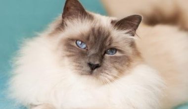Preparing for a Male Cat’s Neutering Surgery - Pet Encyclopedia