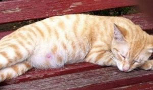What Are the Signs Before a Cat Gives Birth?