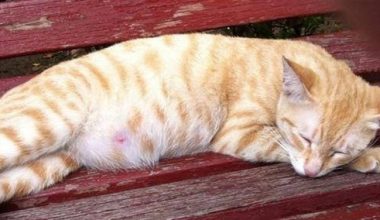 What Are the Signs Before a Cat Gives Birth? - Pet Encyclopedia