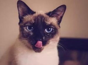 Signs of Heat in Male Siamese Cats