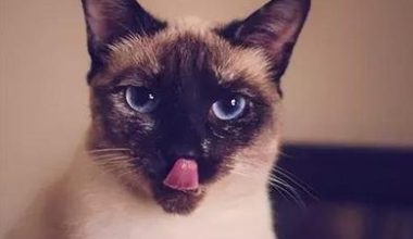 Signs of Heat in Male Siamese Cats - Pet Encyclopedia