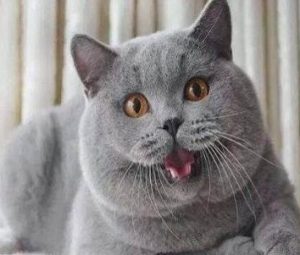 What Are the Signs of a Blue Cat Male in Heat?