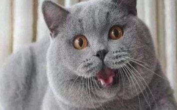 What Are the Signs of a Blue Cat Male in Heat? - Pet Encyclopedia
