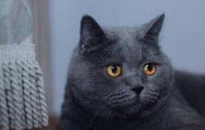 Signs of a British Shorthair Male Cat in Heat