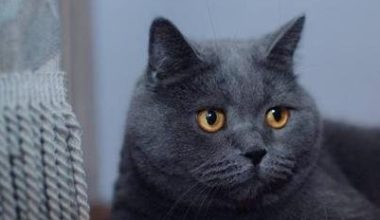 Signs of a British Shorthair Male Cat in Heat - Pet Encyclopedia