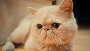 What to Do If Your Garfield Male Cat Is in Heat?