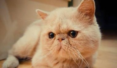 What to Do If Your Garfield Male Cat Is in Heat? - Pet Encyclopedia
